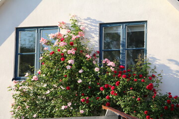 Fototapeta na wymiar Rose garden in Visby on Gotland, Sweden