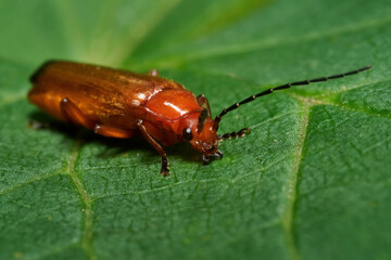 Common red soldier beetle (Rhagonycha fulva)