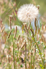 Weeds in a garden area. Dandelions blowballs or puffballs weeds out in nature.  Weeds all over  that have over grown in a garden.  Macro colored image of a weed or puffball. 