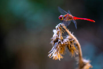 European Scarlet dragonfly. Crocothemis erythraea is a species of dragonfly in the family Libellulidae.