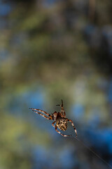Garden Orb Spider macro against blue sky and green forest trees.Beautiful background of blue sky and high tree and close-up of a spider.