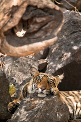 Krishna cub restingon the rock, Ranthambore National Park