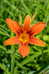 orange lily in the garden
