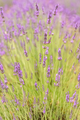 Naklejka premium lavender flowers in a field in Provence, beautiful background 