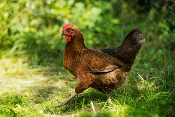 Hen in a summer meadow