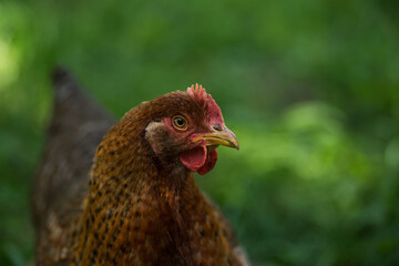 Portrait of a hen with nature background