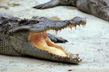 Fototapeta premium The head of a crocodile with its mouth wide open, blood on its teeth