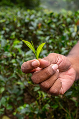 Young tea leaves are in the hand. Harvesting tea.