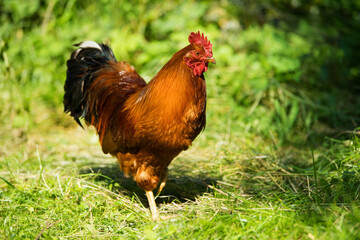 Rooster in a green meadow
