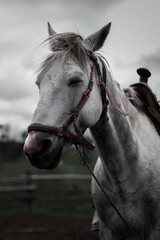 caballo blanco dormido