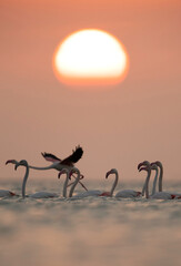 Greater Flamingos  and the sunrise, Asker coast, Bahrain