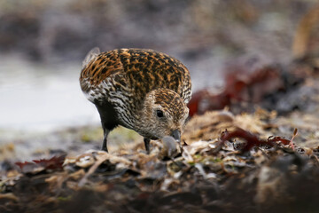 Dunlin (Calidris alpina)