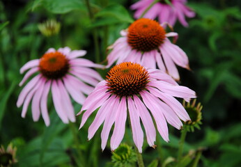 Close up of the flowering heads of (eastern) purple coneflower or hedgehog coneflower (Echinacea purpurea), native to parts of eastern North America