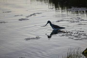 Common greenshank is seeking food