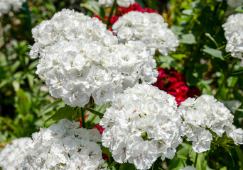 white carnation flowers in garden