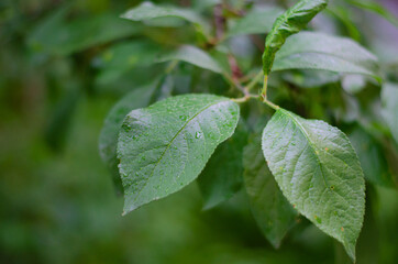 Green wet leafs of a tree after rain. Drops on the leaves, close-up. Summer rain. Selective focus, space for text. Dark background.