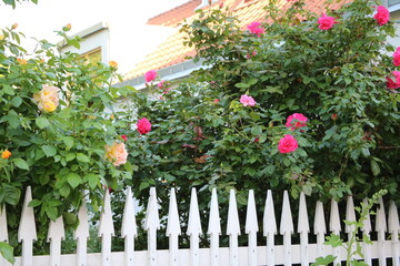 Blooming roses in summer on Gotland, Sweden