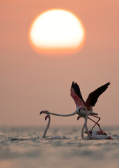 Greater Flamingos takeoff  and  the morning sun,  Asker coast, Bahrain