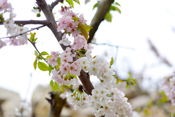 Obraz premium blooming spring cherry blossom tree branch with pink and white flowers
