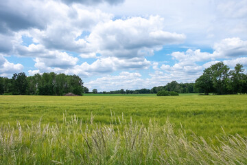 Obraz premium Landschaft in der Lüneburger Heide in der Nähe von Wilsede