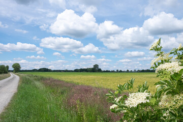 Landschaft in der Lüneburger Heide in der Nähe von Wilsede
