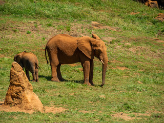 Fototapeta na wymiar Female elephant with her calf