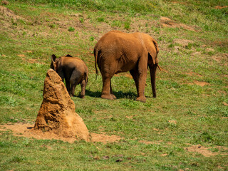 Female elephant with her calf