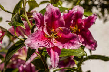 Aufgebl&uuml;hte Lilienbl&uuml;te Makro
