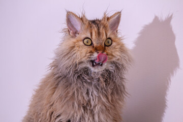 the selkirk rex cat licks its lips © Stanislaw