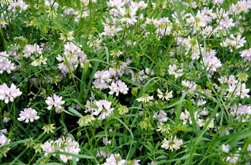 Obraz na płótnie Canvas Field with pink and white flowers of (purple) crown vetch (Securigera varia or Coronilla varia), a low-growing legume vine