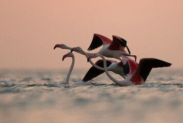 Greater Flamingos takeoff in the morning hours, Asker coast, Bahrain