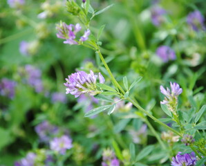 Clusters of purple flowers of alfalfa or lucerne (Medicago sativa)