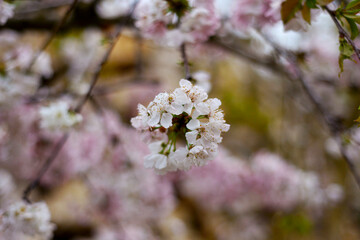 blooming spring cherry blossom tree branch with pink and white flowers