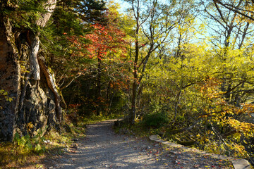 秋の北アルプスの上高地の森の中の登山道、黄葉・紅葉した木々のトンネル。木漏れ日。木陰。土の道。A trail with fallen leaves in the Northern Alps 旅行、旅先、シルバーウィーク。秋休み。