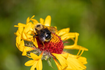 bee collecting nectar on a brown Susan flower