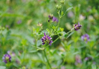Close up of a cluster of small purple flowers of alfalfa or lucerne (Medicago sativa)