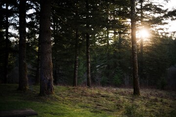 sun rays in the forest