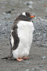 Fototapeta premium Gentoo Penguin (Pygoscelis papua) - the fastest underwater swimmers