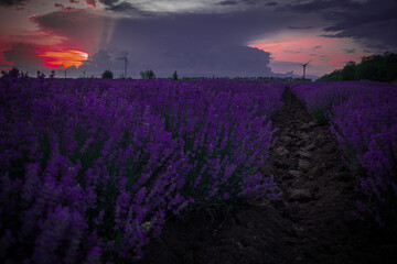 Obraz premium Sunset time above lavender field near by Kavarna town, Bulgaria, shot in the end of June 2020