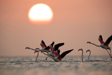 Greater Flamingos takeoff  and the morning sun, Asker coast, Bahrain
