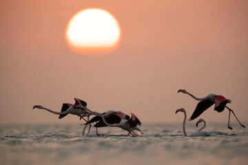 Greater Flamingos takeoff in the morning hours, Asker coast, Bahrain
