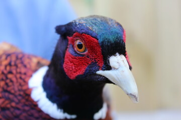 Close up of a male pheasant
