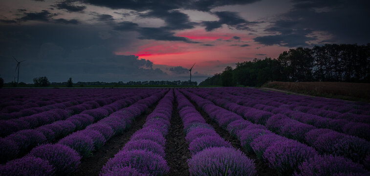 Sunset time above lavender field near by Kavarna town, Bulgaria, shot in the end of June 2020