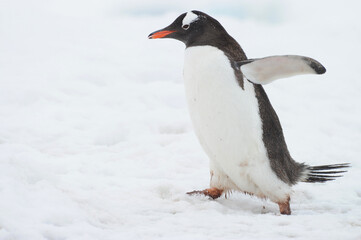 Fototapeta premium Gentoo Penguin (Pygoscelis papua) - the fastest underwater swimmers