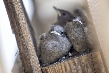 Junge Vögel versetcken sich 