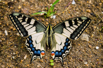 farfalla - insetto - natura - lepidoptera - macaone