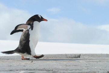 Gentoo Penguin (Pygoscelis papua) - the fastest underwater swimmers