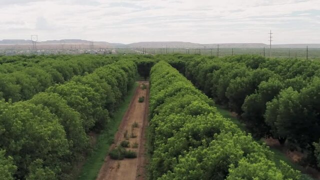 Aerial drone shot flying across rows of pecan trees in a massive orchard with power lines and a mountain range on the horizon on a cloudy day in Arizona.