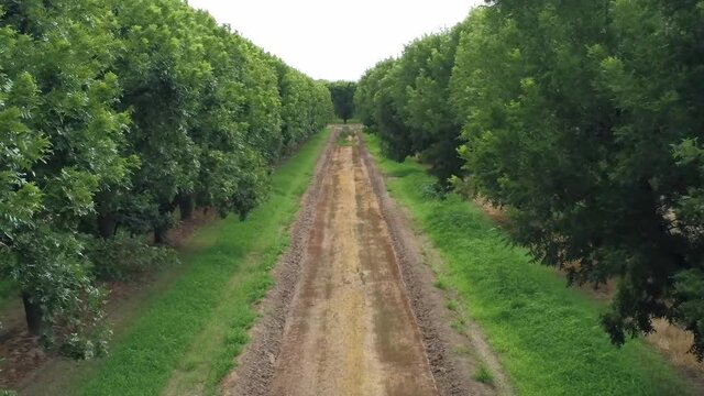 Cropped aerial drone shot flying down a row in a pecan orchard, then flies up and pans left to reveal the entire orchard with power lines crossing overhead.