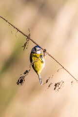 Sikorka modraszka Cyanistes caeruleus na gałązce - akrobacje, zwinność, swoboda © PeterG